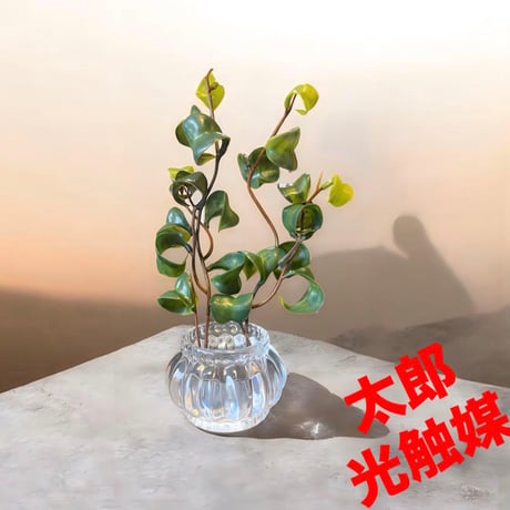 光触媒　人工観葉植物　ウォールグリーン　フェイクグリーン　マジカルウォーター2011