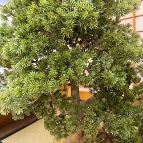 光触媒　人工観葉植物　ウォールグリーン　フェイクグリーン　盆栽8675