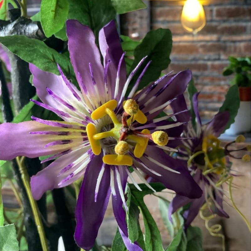 光触媒 人工観葉植物 ウォールグリーン フェイクグリーン 時計草6838