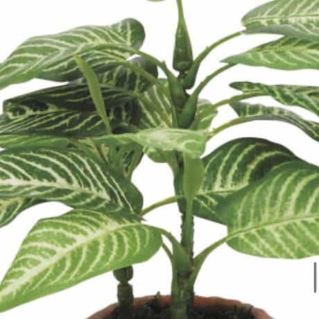 光触媒　人工観葉植物　フェイクグリーン　エバーフレッシュ　カントリーゼブラ