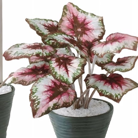 光触媒　人工観葉植物　ウォールグリーン　フェイクグリーン　レックスベコニア