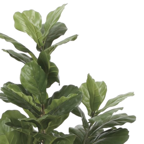 光触媒　人工観葉植物　ウォールグリーン　フェイクグリーン　カシワバゴム1.6