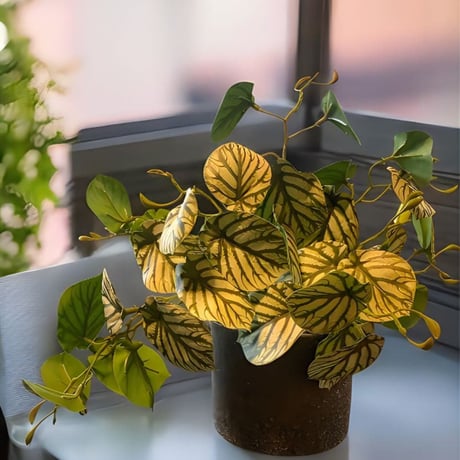 光触媒　人工観葉植物　ウォールグリーン　フェイクグリーン　スイカぺぺ3237