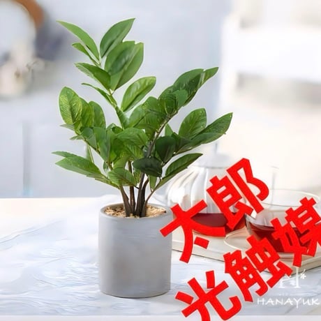 光触媒　人工観葉植物　ウォールグリーン　フェイクグリーン　ザミフォリアセメント