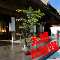 光触媒 人工観葉植物 ウォールグリーン フェイク フラワー 光触媒 人工観葉植物 ウォールグリーン フェイク フラワー