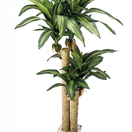 光触媒　人工観葉植物　ウォールグリーン　フェイクグリーン　マッサン幸福の木