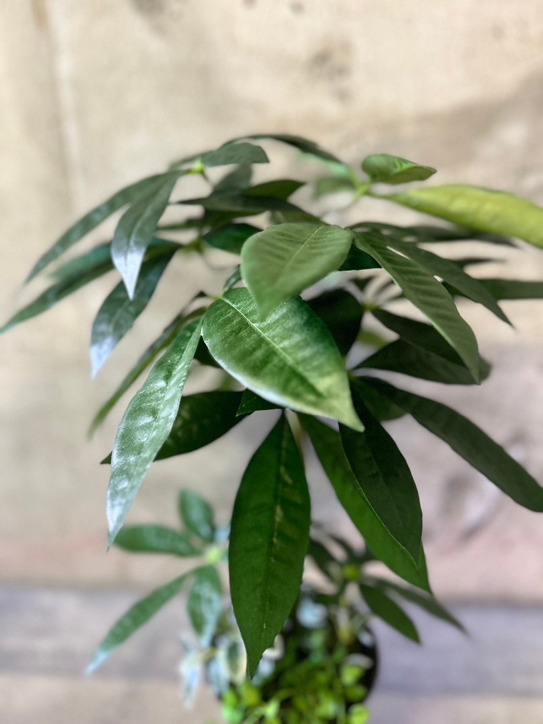 光触媒 人工観葉植物 ウォールグリーン フェイクグリーン パキラ6343