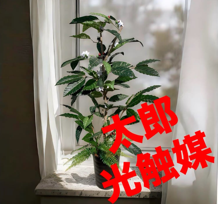 光触媒 人工観葉植物 ウォールグリーン フェイクグリーン コーヒーの木