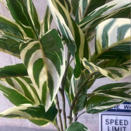 光触媒　人工観葉植物　ウォールグリーン　フェイクグリーン　クテナンテ陶器