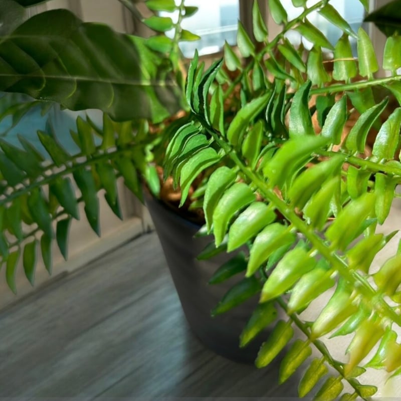 光触媒　人工観葉植物　ウォールグリーン　フェイクグリーン　幸福の木1.6 光触媒 人工観葉植物 ウォールグリーン フェイクグリーン 幸福の木1.6