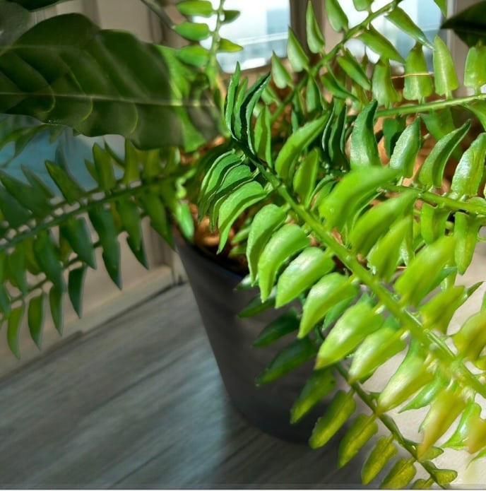 光触媒 人工観葉植物 ウォールグリーン フェイクグリーン コーヒーの木