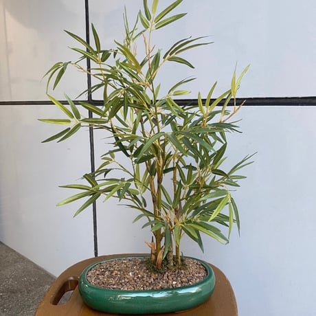 光触媒　人工観葉植物　ウォールグリーン　フェイクグリーン　笹竹鉢植え