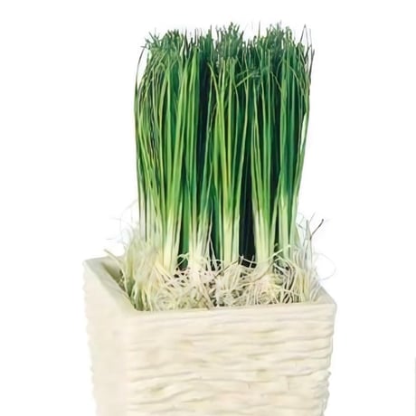 光触媒　人工観葉植物　ウォールグリーン　フェイクグリーン　オニオングラス