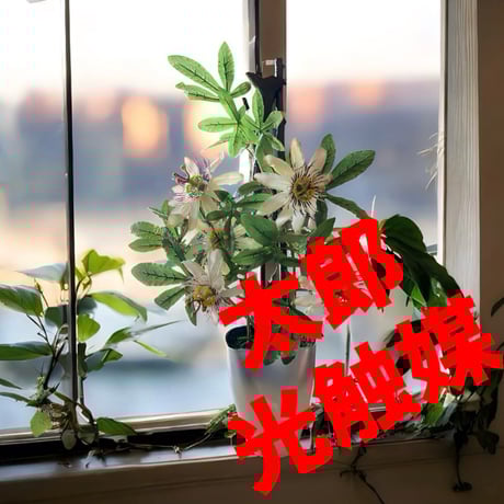 光触媒　人工観葉植物　ウォールグリーン　フェイクグリーン　時計草5535