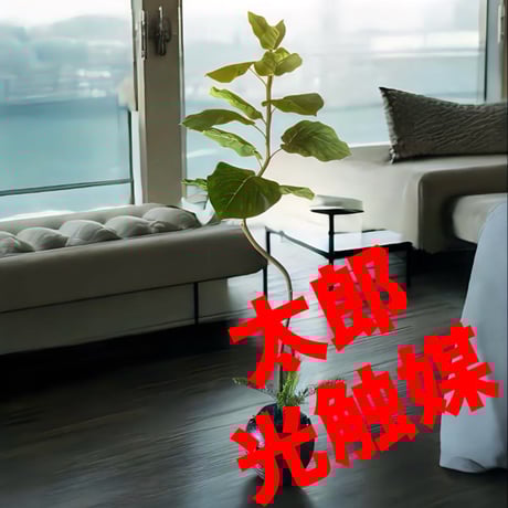 光触媒　人工観葉植物　ウォールグリーン　フェイクグリーン　クネクネウンベラータZ