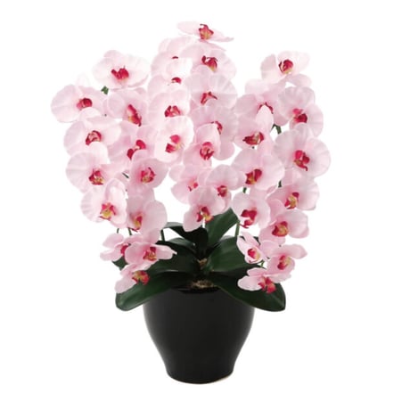光触媒　人工観葉植物　ウォールグリーン　フェイクグリーン　プレミアム胡蝶蘭P