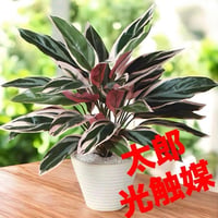 光触媒　人工観葉植物　ウォールグリーン　フェイクグリーン　トリオスター