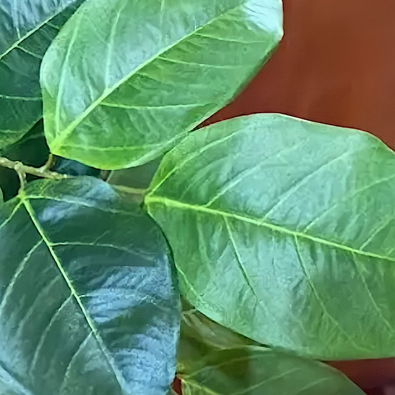 光触媒 人工観葉植物 ウォールグリーン フェイク フラワー 光触媒 人工観葉植物 ウォールグリーン フェイク フラワー