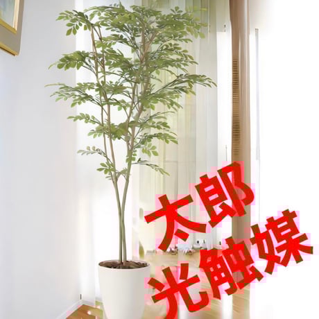 STORES 観葉植物の検索結果