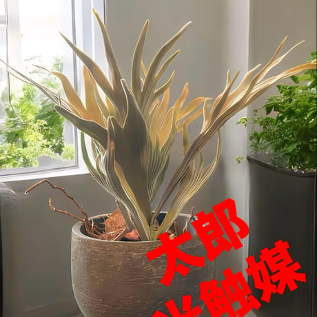 光触媒　人工観葉植物　ウォールグリーン　フェイクグリーン　コウモリラン花器付33