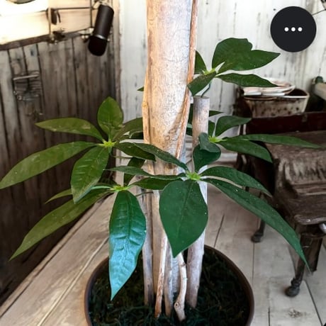 光触媒　人工観葉植物　ウォールグリーン　フェイクグリーンパキラ11057