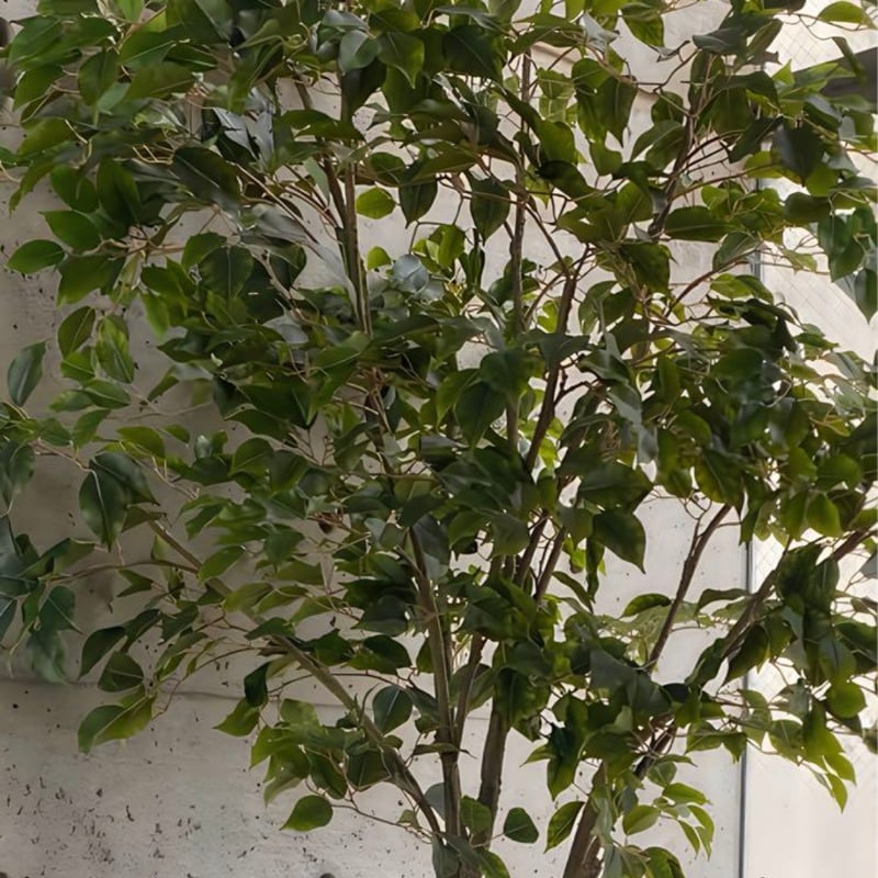 光触媒 人工観葉植物 ウォールグリーン フェイクグリーン ベンジャミン