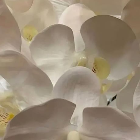 光触媒　人工観葉植物　ウォールグリーン　フェイクグリーン　リアル胡蝶蘭10本