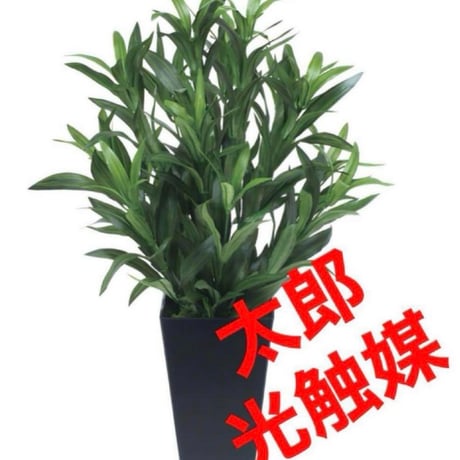 光触媒　人工観葉植物　ウォールグリーン　フェイクグリーン　スパイダー