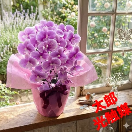 光触媒　人工観葉植物　ウォールグリーン　フェイクグリーン　胡蝶蘭6142aj