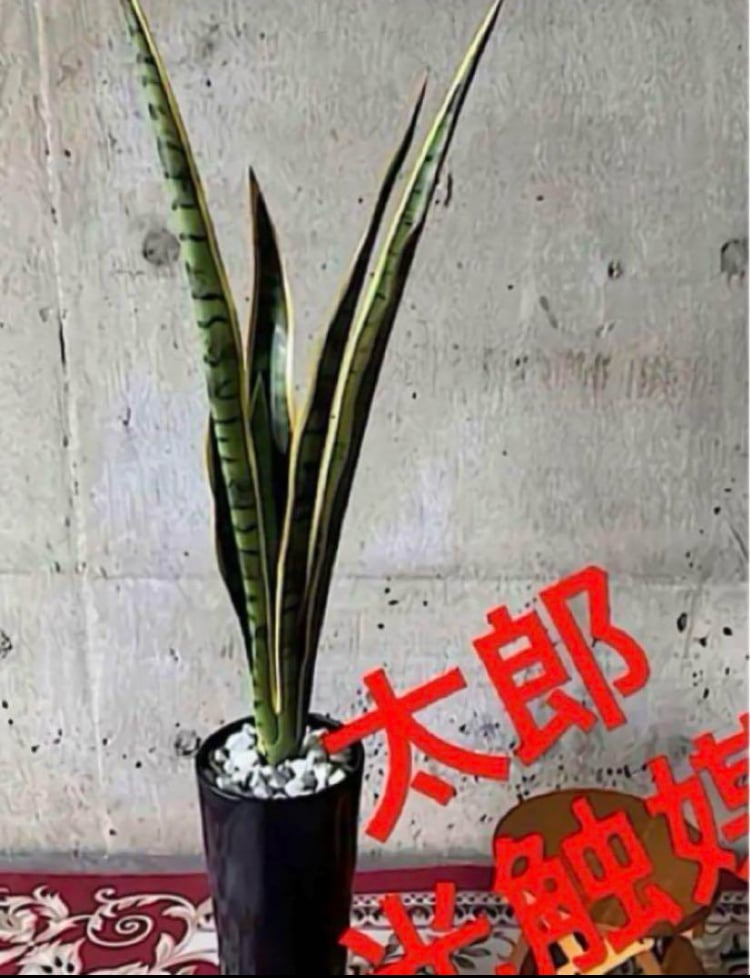 光触媒　観葉植物　ウォールグリーン　フェイクグリーン　サンスベリアゼラニカポット 光触媒 人工観葉植物 ウォールグリーン フェイクグリーン サンスベリア