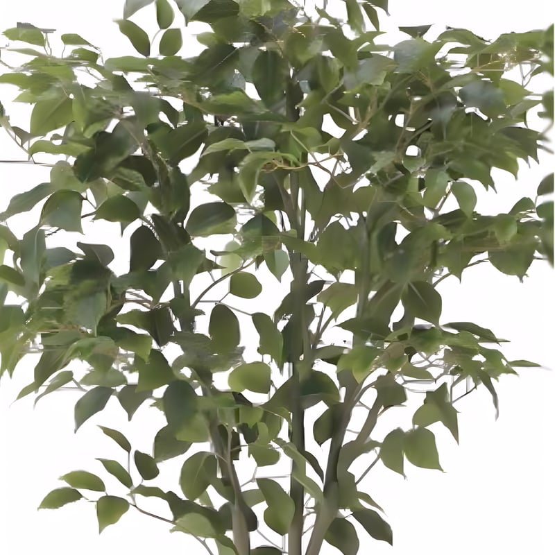 光触媒 人工観葉植物 ウォールグリーン フェイクグリーン フィカス 