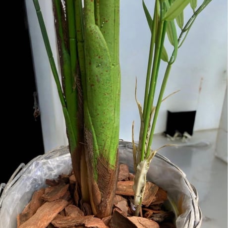 光触媒　人工観葉植物　ウォールグリーン　フェイクグリーン　アレカヤシ14790