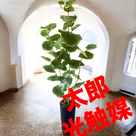 光触媒　人工観葉植物　ウォールグリーン　フェイクグリーン　シーグレープ120