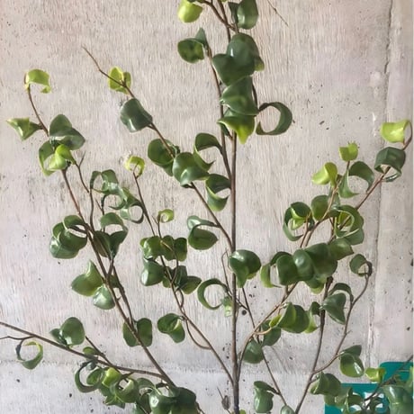 光触媒　人工観葉植物　ウォールグリーン　フェイクグリーン　ベンジャミンバロック88
