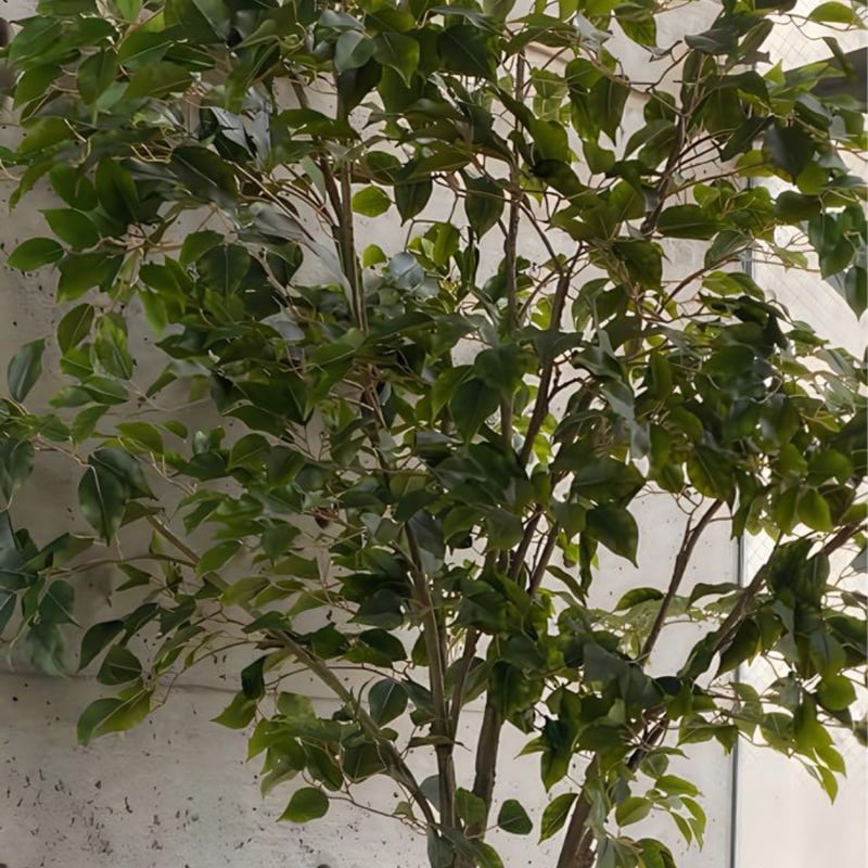 光触媒 人工観葉植物 ウォールグリーン フェイクグリーン ベンジャミン