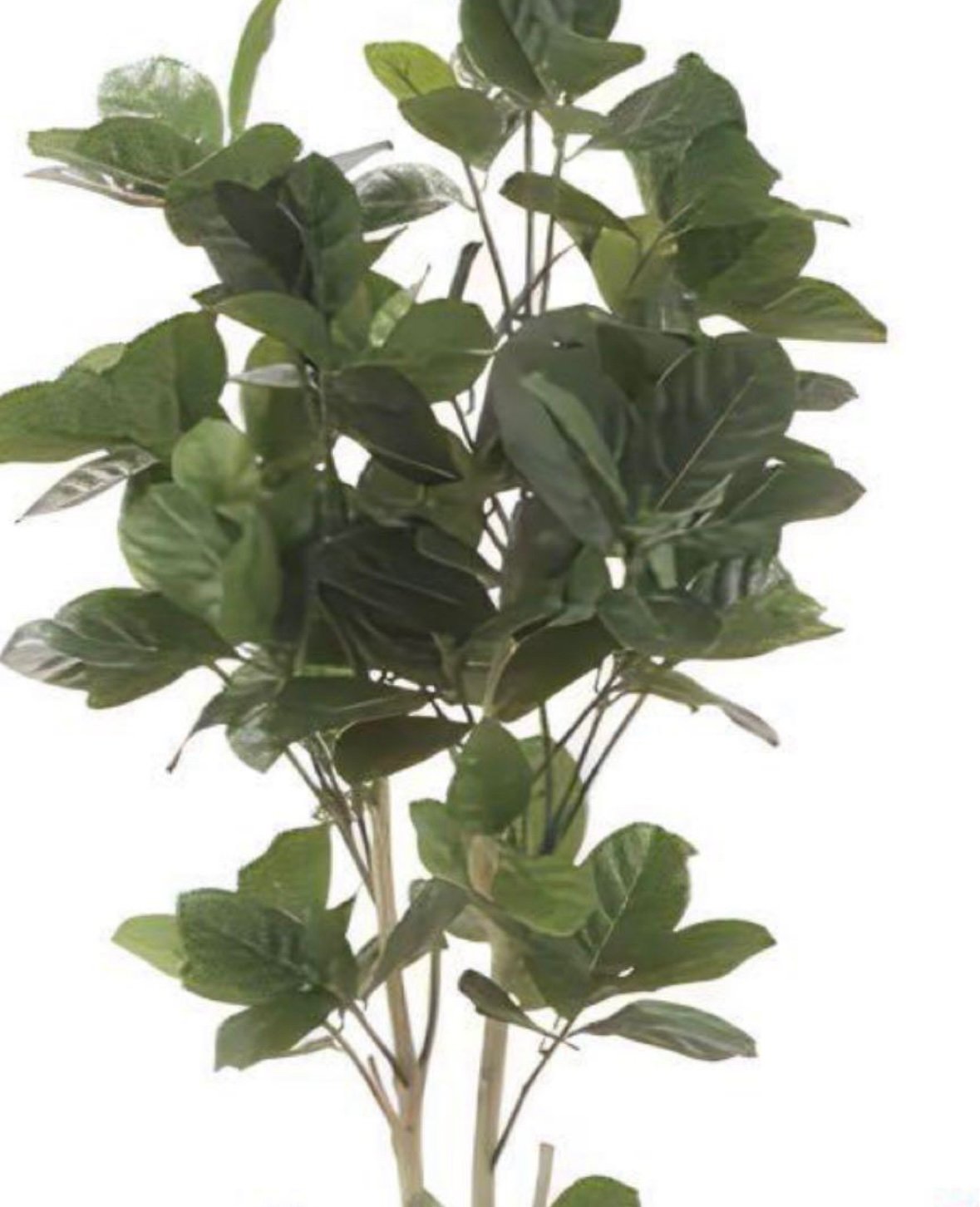 光触媒　人工観葉植物　ウォールグリーン　フェイクグリーン　パンの木125ptw 光触媒人工観葉植物ウォールグリーンフェイクグリーンパンの木125ptw