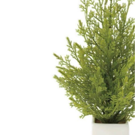 光触媒　人工観葉植物　ウォールグリーン　フェイクグリーン　ミニゴールドクレスト