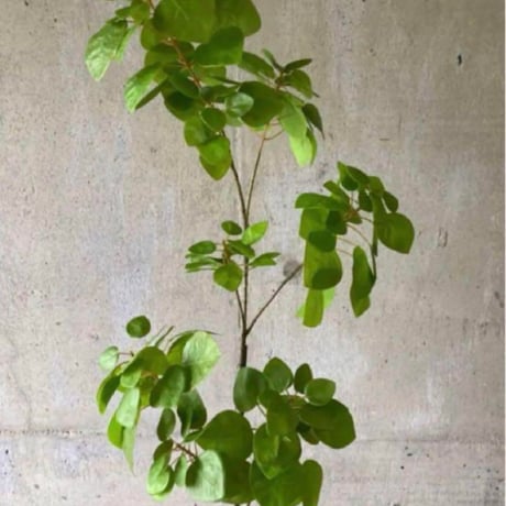 光触媒　人工観葉植物　ウォールグリーン　フェイクグリーン　ナンキンハゼ12343