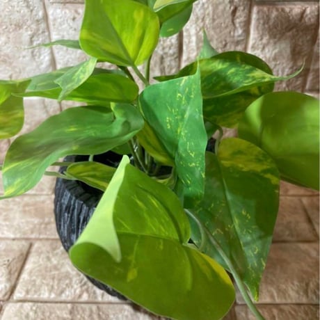 光触媒　人工観葉植物　ウォールグリーン　フェイクグリーン　ライムポトス花器付