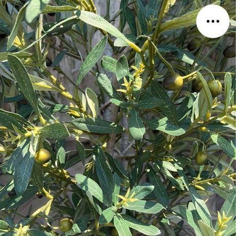 光触媒　人工観葉植物　ウォールグリーン　フェイクグリーン　オリーブtja