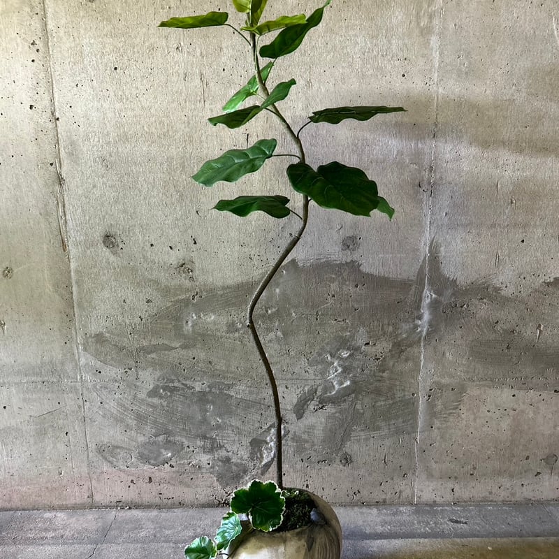 光触媒　人工観葉植物　フェイクグリーン　フレッシュ胡蝶蘭W/L５本立 光触媒 人工観葉植物 フェイクグリーン フレッシュ胡蝶蘭W/L5本立