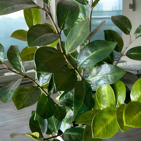 光触媒　人工観葉植物　ウォールグリーン　フェイクグリーン　ザミフォリアH