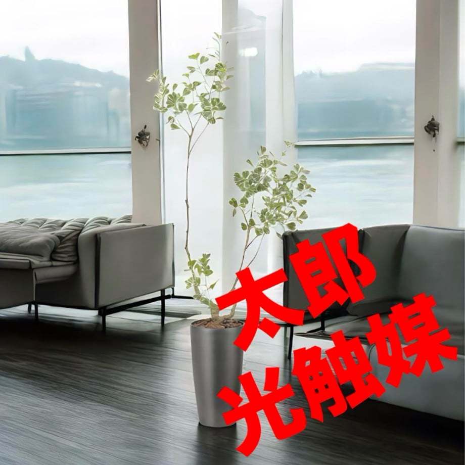 67a344c2467cc701d243155a