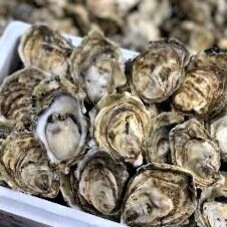 北海道厚岸の人気ブランド牡蠣。「カキえもん」「マルえもん」各1ダース×2種 食べ比べセット