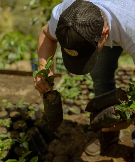コロンビア　ファビオ・ネルソン　チロソ品種　100g