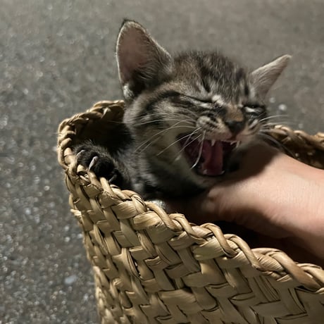 おキャットみんなで育てる券/猫のお手紙