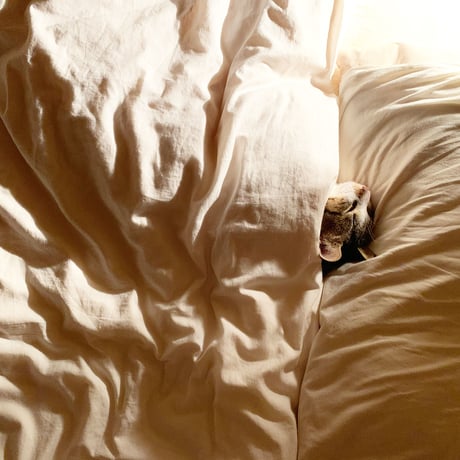 おキャットみんなで育てる券/猫のお手紙