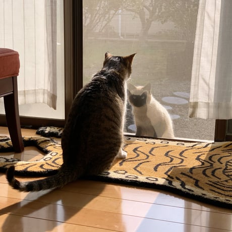 おキャットみんなで育てる券/猫のお手紙