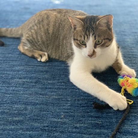 おキャットみんなで育てる券/猫のお手紙