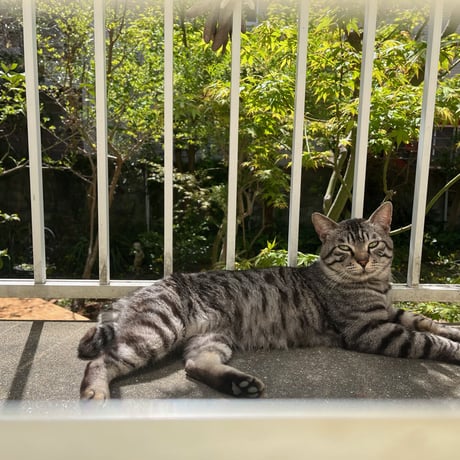 おキャットみんなで育てる券/猫のお手紙